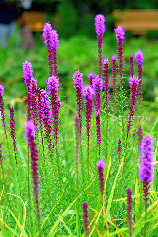 Liatris pycnostachya /炽星